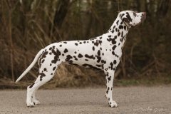 Fee Amilia vom Hause Fiedanu „Mia“